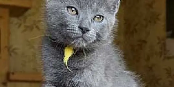 Chatons Chartreux mâles disponibles