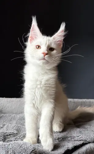 Chaton maine Coon XXL à Chamberry