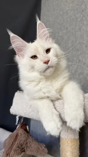Chaton maine Coon XXL à Chamberry