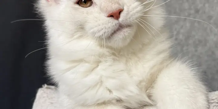 Chaton maine Coon XXL