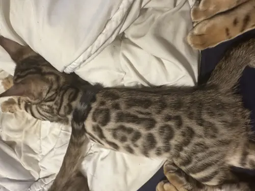 Chaton Bengal à Neuchâtel