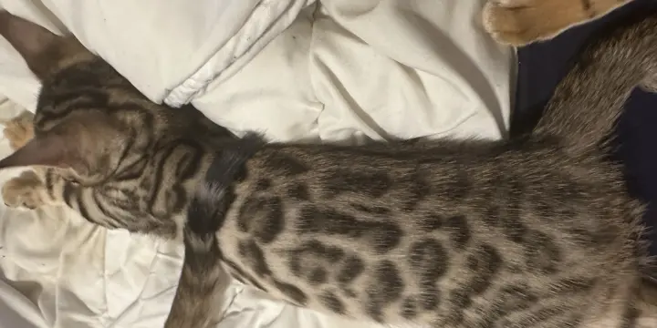 Chaton Bengal