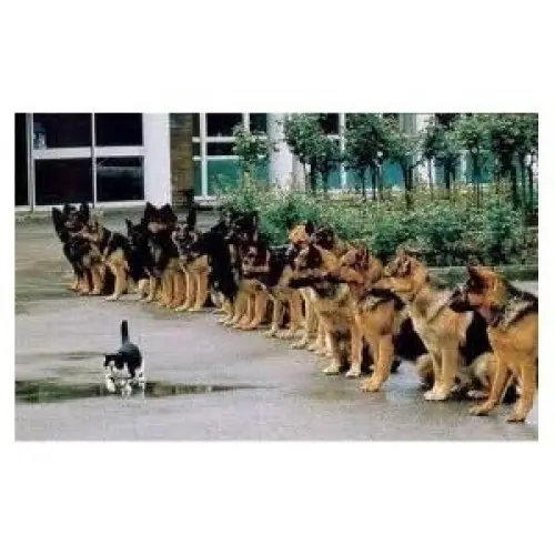 Stress- Calme  chien et chat à liffol le grand