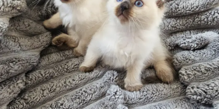Magnifiques chatons Ragdoll