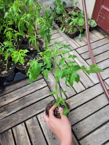 Plants de tomates , Fenouil , Choux de Bruxelles à Niedergampel