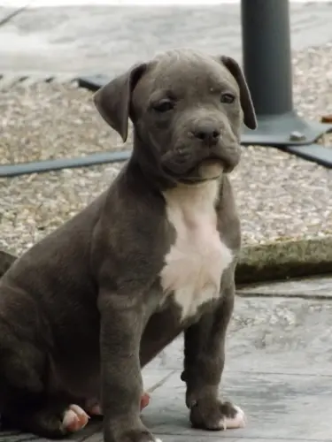 American Staffordshire Terrier à vevey