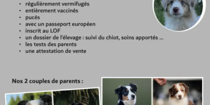 Véritable Berger Américain Miniature