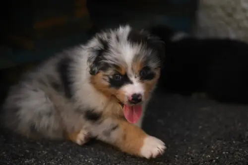 Chiots berger australien sans pedrigree à Broc