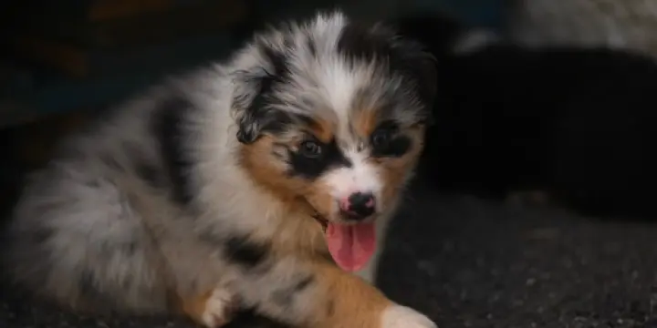 Chiots berger australien sans pedrigree