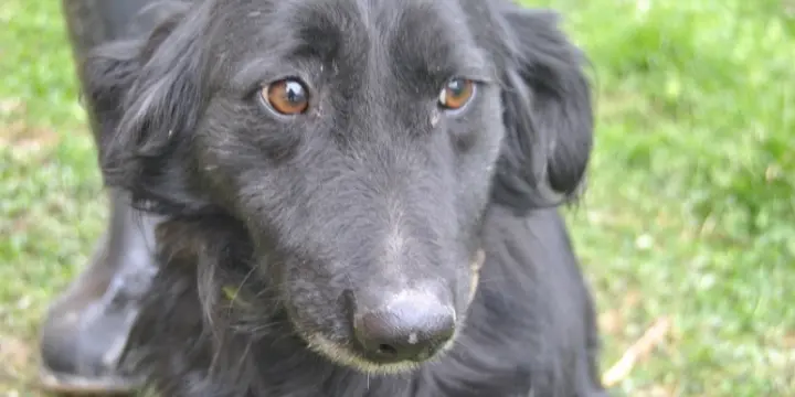Le rêve de la petite Enya: une famille!