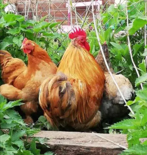 Cherche éleveurs de poule, canard, oie, dinde, volailles à Vesin