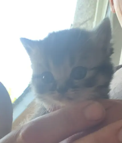Chatons British Shorthair Pure race à La Chaux de Fonds