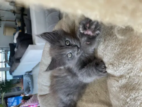 Chatons Maine Coon LOOF à Vétroz