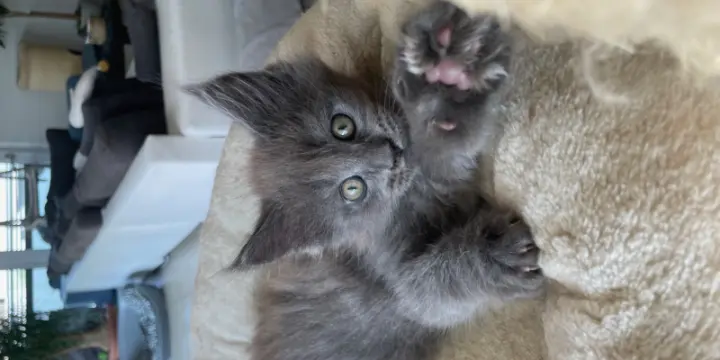 Chatons Maine Coon LOOF