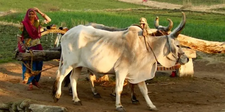 Voyage sur mesure en Inde avec agence Jodhpur Voyage