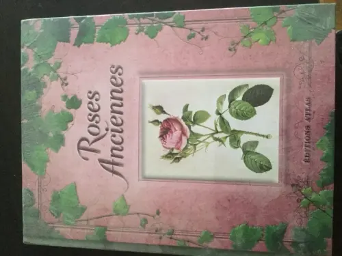 Roses anciennes à Lausanne