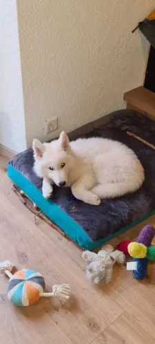 Chiot berger blanc suisse 3 mois et demi à Monthey