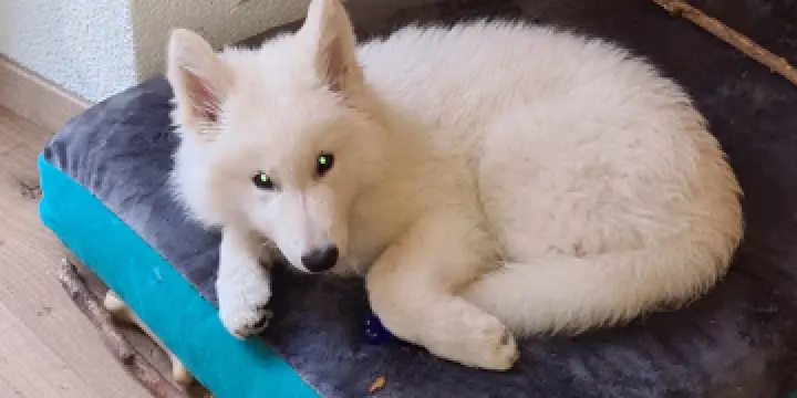 Chiot berger blanc suisse 3 mois et demi