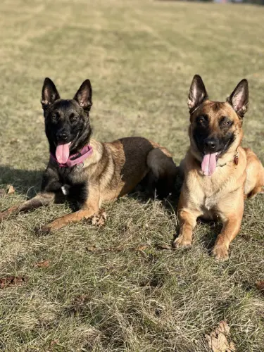 Chiots malinois à Montmollin