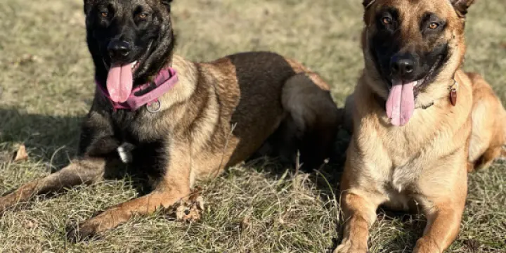 Chiots malinois