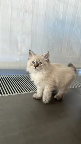 Chatons Sibériens dispo de suite pure race à Nyon