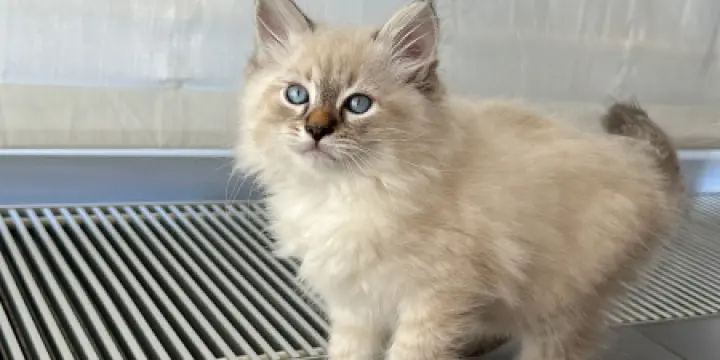 Chatons Sibériens dispo de suite pure race