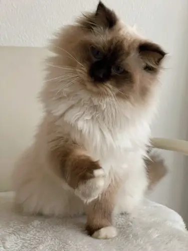 Mâle ragdoll avec pedigree pour saillie à Bulle