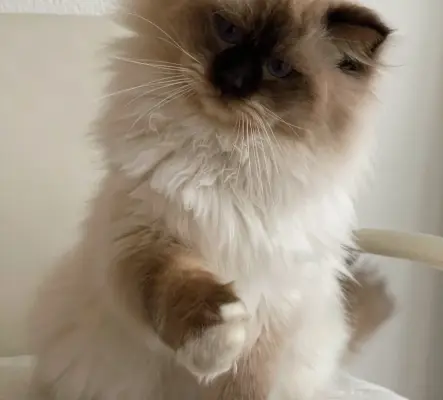 Mâle ragdoll avec pedigree pour saillie