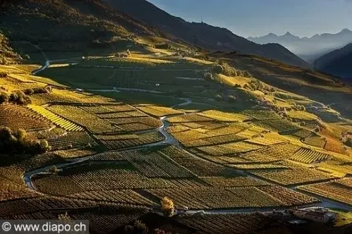 Cherche à acheter vigne région Sierre-Si à Vaumarcus