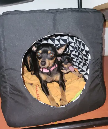 Pinscher nain (zwergpinscher) à Yverdon-les-Bains