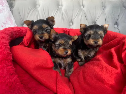 Chiots Yorkshire Terrier à Lengnau BE