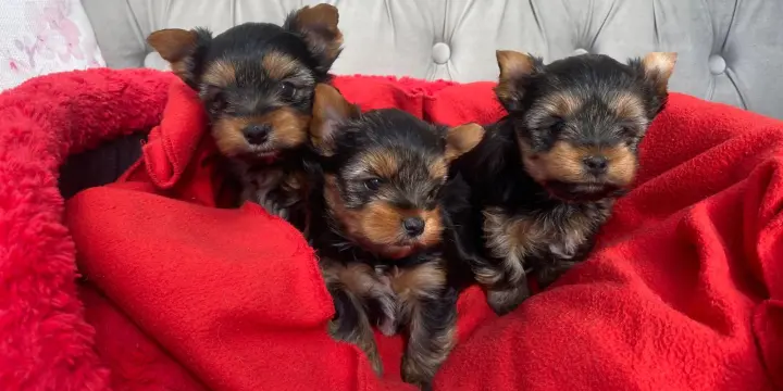Chiots Yorkshire Terrier