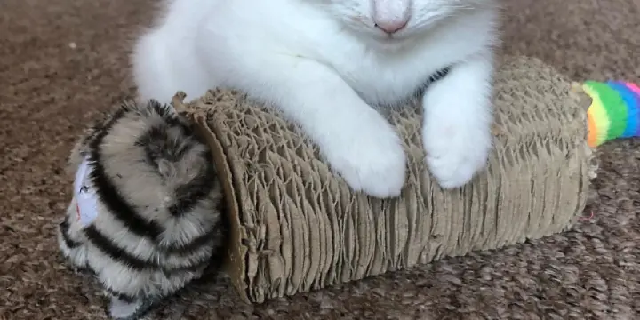 Chaton disponible de pure rase