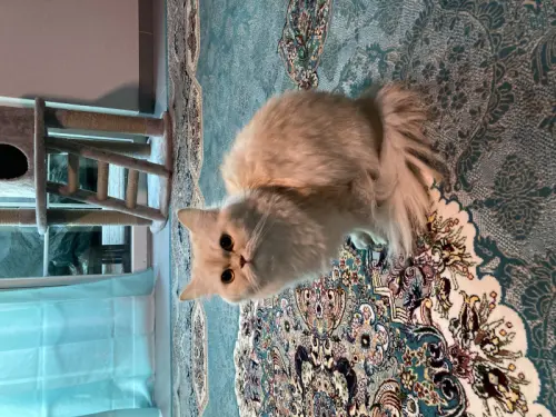 Chats persan à La tour de trême