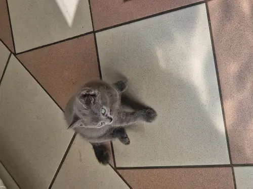 Chaton chartreux gris a vendre à Murist