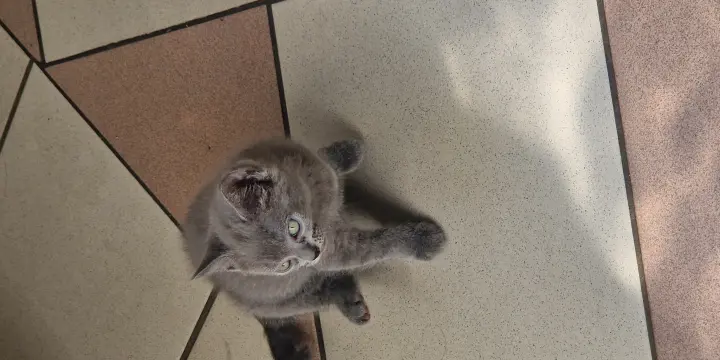 Chaton chartreux gris a vendre