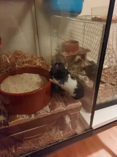Teddy Hamster à Estavayer-le-Lay