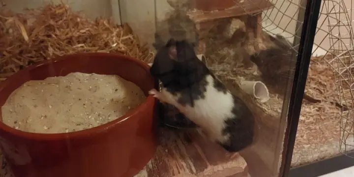 Teddy Hamster