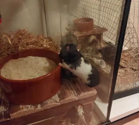 Teddy Hamster