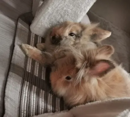 2 lapins nain tête de lion