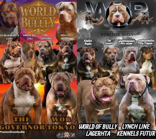 Chiot american bully xl à Lons-le-Saunier