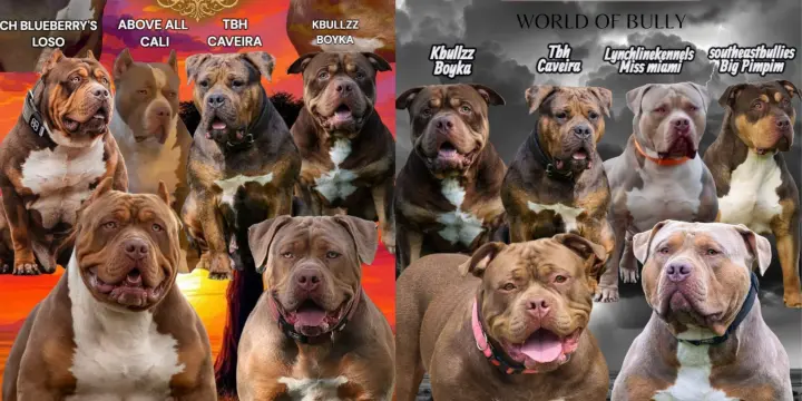 Chiot american bully xl