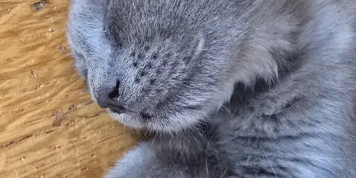Chatons siamois 750