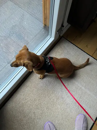 Chien Adorable Teckel