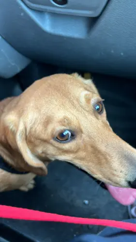 Chien Adorable Teckel