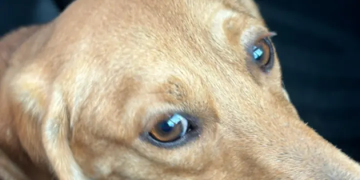 Chien Adorable Teckel