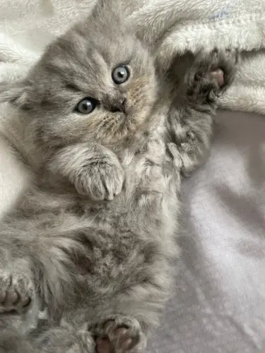 Chaton British Longhair à Yverdon-les-Bains