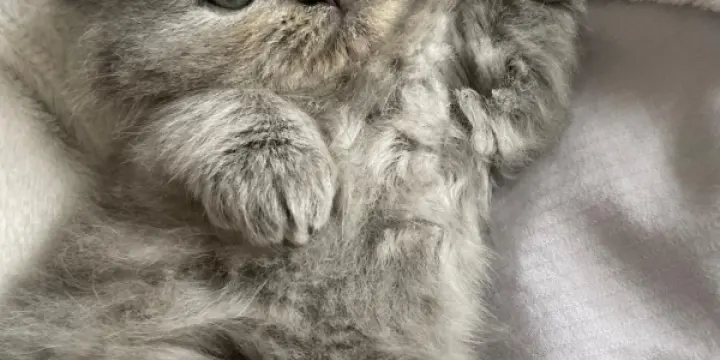 Chaton British Longhair