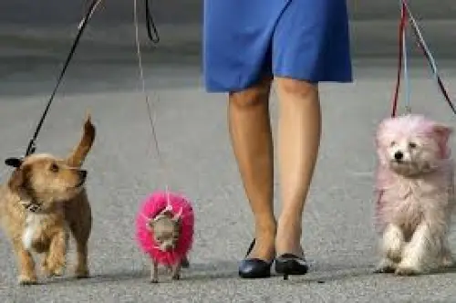 Promène et garde votre chien & Dog walks Vevey La Tour à Vevey