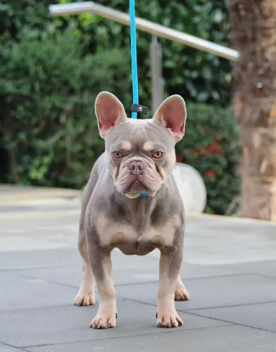 Male bouledogue français New Shade Isabella Tan à Delémont